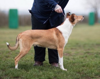 Mighty´s Spring Meadow Tier Tirion